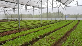 Giá tiêu hôm nay 30/10/2025: T ừ Gia Lai đến Lâm Đồng cùng tăng 1.000 đồng