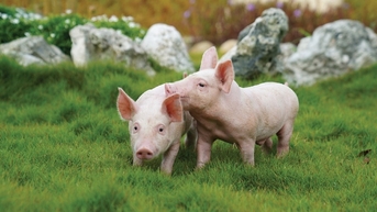 Giá heo hơi hôm nay 30/10: Đỉnh giá giữ vững tại miền Bắc, miền Trung giảm nhẹ