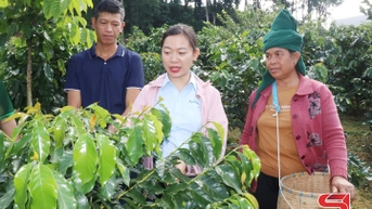 Mường Chanh xây dựng vùng cà phê chất lượng cao