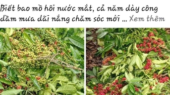 Cà phê “tặc” lộng hành, nông dân đau xót vì cây trồng bị cắt phá