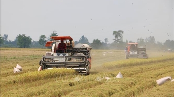 Việt Nam trở thành nước ký bản ghi nhớ thương mại gạo đầu tiên của Singapore