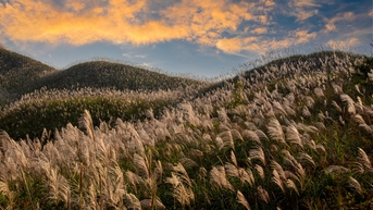 “Thiên đường cỏ lau” Bình Liêu đông nghịt, khách chờ cả tiếng săn ảnh đẹp