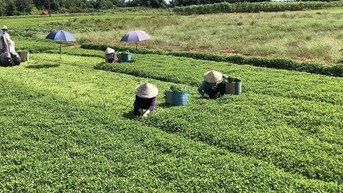 Linh hoạt chuyển đổi, gắn sản xuất với thị trường