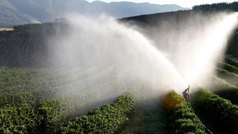 Giá tiêu hôm nay 30/10: Thị trường "lặng như tờ", chờ tín hiệu mới