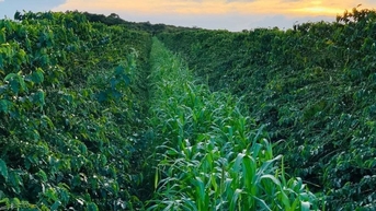 Giá cà phê hôm nay 30/10: Tăng kịch trần, giá trung bình vượt mốc 116.000 đồng/kg