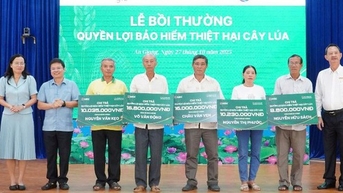 Bảo hiểm cây lúa: ‘Lá chắn’tài chính cho chuỗi sản xuất – tiêu thụ lúa gạo