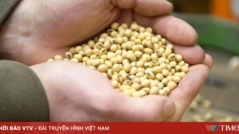 Trung Quốc mua đậu tương Mỹ trở lại