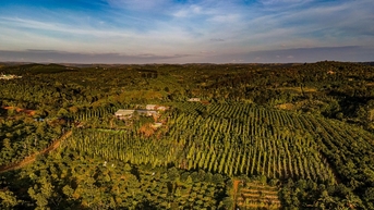 Giá cà phê hôm nay 31/10: Lâm Đồng vượt ngưỡng 116.700 đồng/kg, thị trường bùng nổ