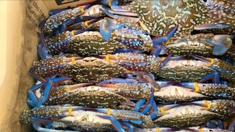 Vùng biển Lâm Đồng vào mùa ghẹ lưới