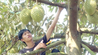 Phát triển kinh tế tập thể ở Bình Tân