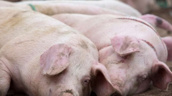 Giá heo hơi hôm nay 31/10: Miền Bắc giảm đồng loạt, miền Nam và miền Trung bình ổn