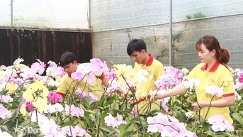 Nông dân Trấn Biên tất bật chuẩn bị mùa hoa Tết