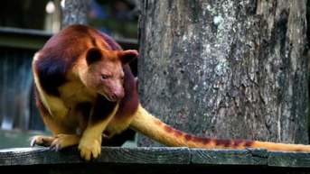 Phát hiện loài chuột túi kỳ lạ leo trèo giỏi nhất hành tinh