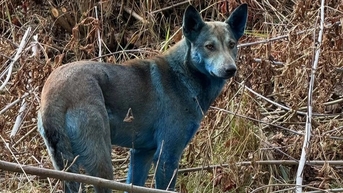 Chó ở vùng cấm Chernobyl đổi màu lông thành xanh sáng