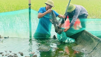 Hải Phòng hỗ trợ thực hiện hiệu quả 5 mô hình khuyến nông