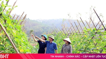 Hiệu quả bất ngờ từ mô hình trồng bí xanh trên đất đồi