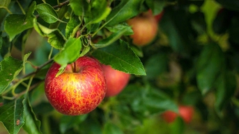 Bác sĩ nha khoa khuyên cách ăn trái cây đúng để ngừa sâu răng