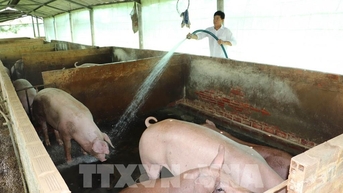 Giá lợn hơi giảm mạnh, nhiều hộ chăn nuôi ở Đồng Tháp lo lắng