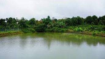 Phát hiện thi thể người đàn ông dưới ao trữ nước tưới