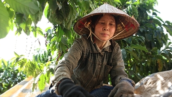 Hơn 829 tỷ đồng vốn ODA đầu tư phát triển nông nghiệp bền vững tại Lâm Đồng