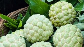 Trồng na trên núi đá giúp đồng bào dân tộc Mông thoát nghèo