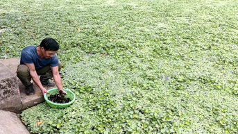 Hiền Lương: Hiệu quả từ chuyển đổi cơ cấu cây trồng, vật nuôi