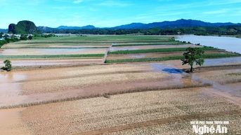 Vụ Đông "chậm nhịp" trên vùng đất bãi sông Lam