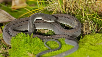 Bí ẩn loài rắn kỳ lạ ở Đông Nam Á, có vảy như rồng