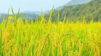 Giá lúa gạo 31/10: Gạo nguyên liệu giảm nhẹ, thị trường trầm lắng