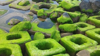 Xóm Rớ Phú Yên: Vẻ đẹp bất ngờ từ bờ kè chắn sóng rêu xanh