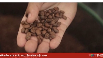 Cà phê chim Jacu - “Viên ngọc quý” giữa bão thuế quan