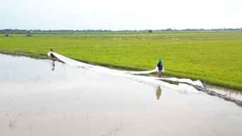 Gần 250ha lúa có nguy cơ bị ảnh hưởng bởi lũ