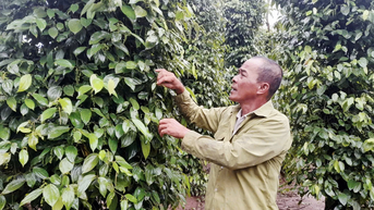 Phát triển cây hồ tiêu ở Tân Lập