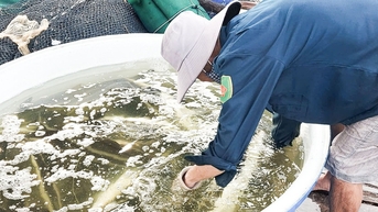 푸꾸옥의 양식업자들은 코비아 가격에 만족하고 있지만, 많은 사람들은 판매할 만큼 충분한 코비아가 없습니다.