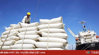 Gạo Việt: Chuyển mình từ lượng sang chất