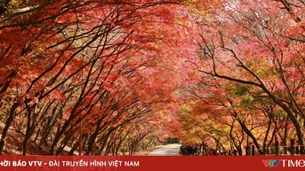 Những món ăn nên thử khi đến Hàn Quốc vào mùa thu