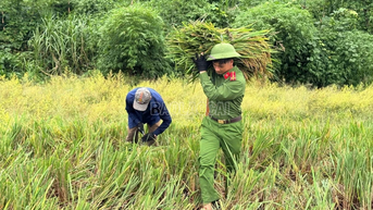 Công an xã Bảo Thắng giúp dân thu hoạch lúa tránh hoàn lưu bão số 11