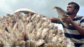 Bangladesh điều tàu chiến bảo vệ cá hilsa