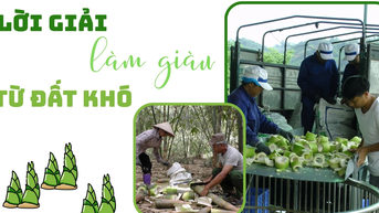Lời giải làm giàu từ đất khó