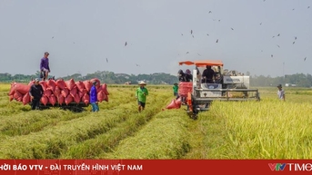 Giá lúa tăng, gạo xuất khẩu đi ngang