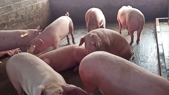 Giá heo hơi hôm nay 6/10/2025: Mất 1.000 đồng/kg, miền Bắc có dấu hiệu chạm đáy
