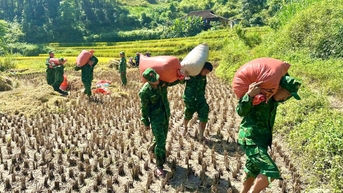Người dân tranh thủ gặt lúa hè thu tránh bão - Báo Cao Bằng điện tử