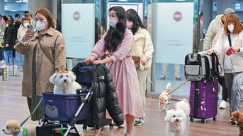 한국에서는 반려동물과 함께 여행하는 것이 인기입니다.