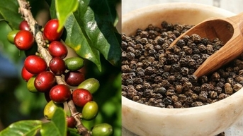 Hôm nay (6/10): Giá cà phê, hồ tiêu, lúa gạo đều ổn định