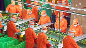 9 tháng năm 2025, số lượng cảnh báo từ EU với nông sản xuất khẩu của Việt Nam giảm 50%