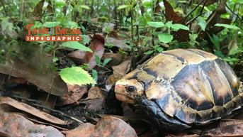 [INFOGRAPHIC] Phát hiện rùa núi viền quý hiếm trong ngôi đền ở Hà Tĩnh