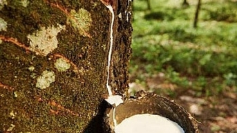 Giá cao su 1/11: Thế giới lao dốc, thị trường trong nước ổn định