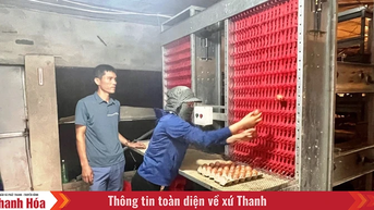 Nông dân áp dụng công nghệ cao vào chăn nuôi gà