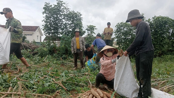 Gia Lai kiến nghị Hiệp hội Sắn Việt Nam tăng cường liên kết đầu tư, thúc đẩy chế biến sâu