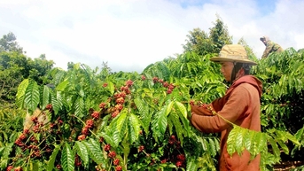 Giá cà phê hôm nay 1/11/2025: Robusta và arabica "dắt tay nhau" lao dốc